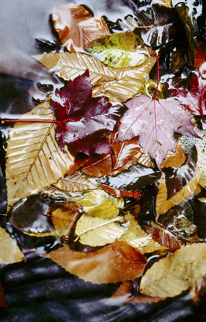 Leaves in stream, in autumn