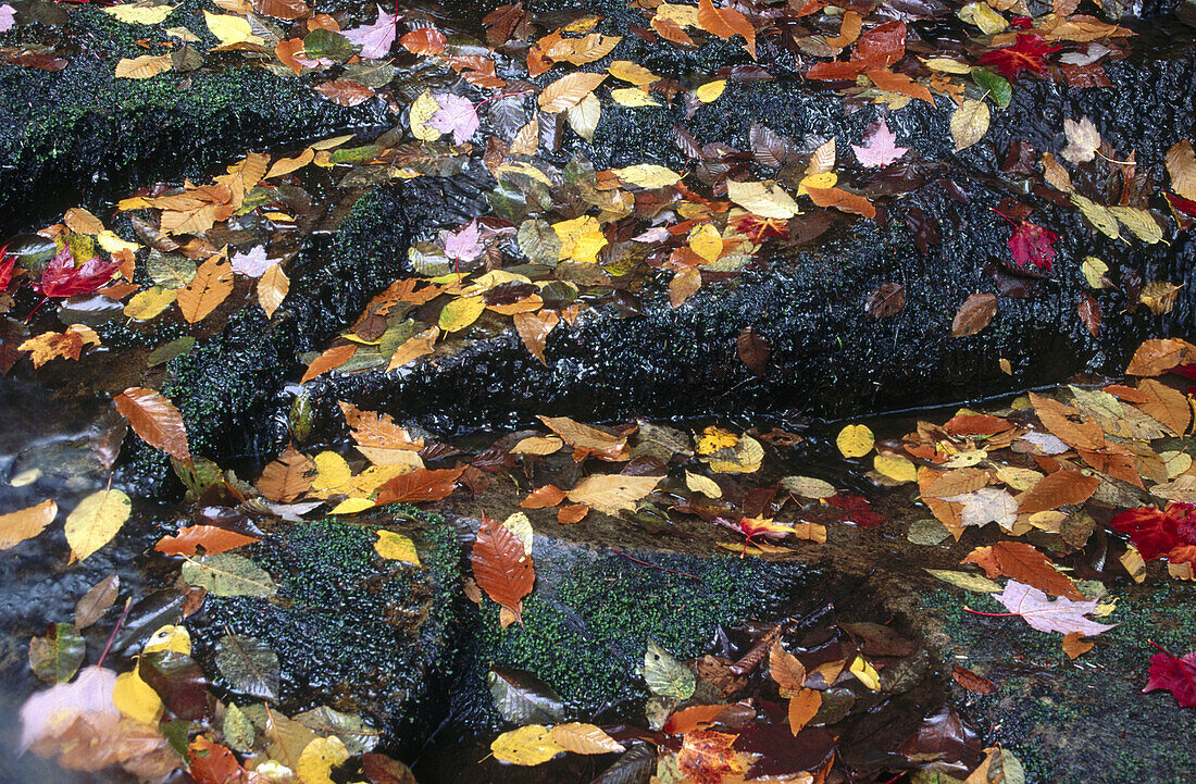 Leaves in autumn over green mossy rocks