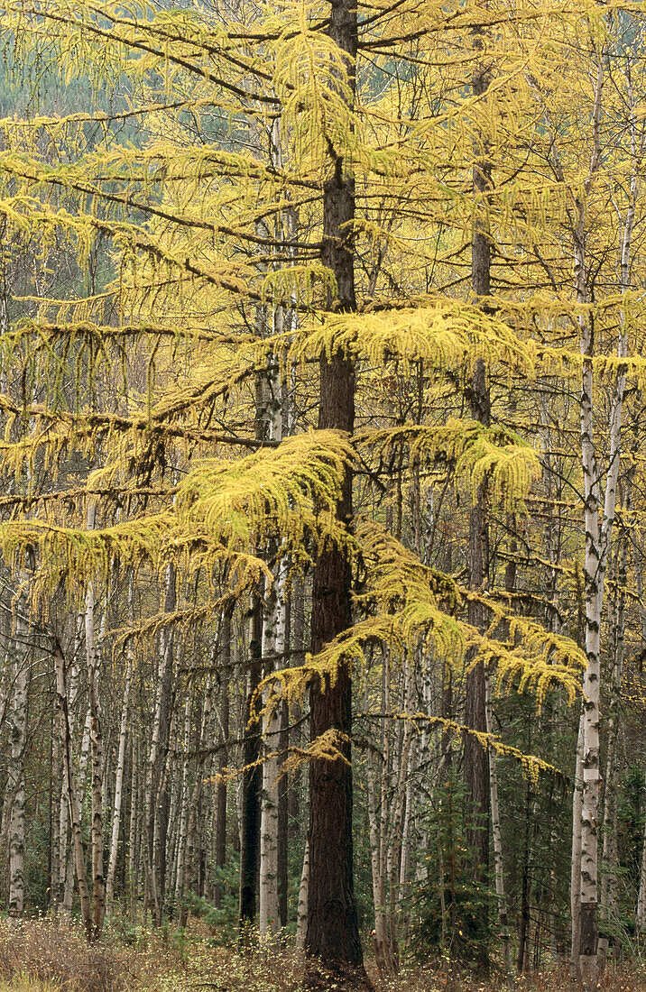 Forest of trees - vertical - with golden yellow firs