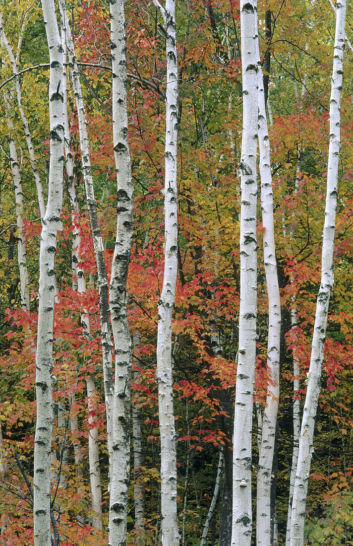 White birch trees in a forest with other trees in autumn with red colors