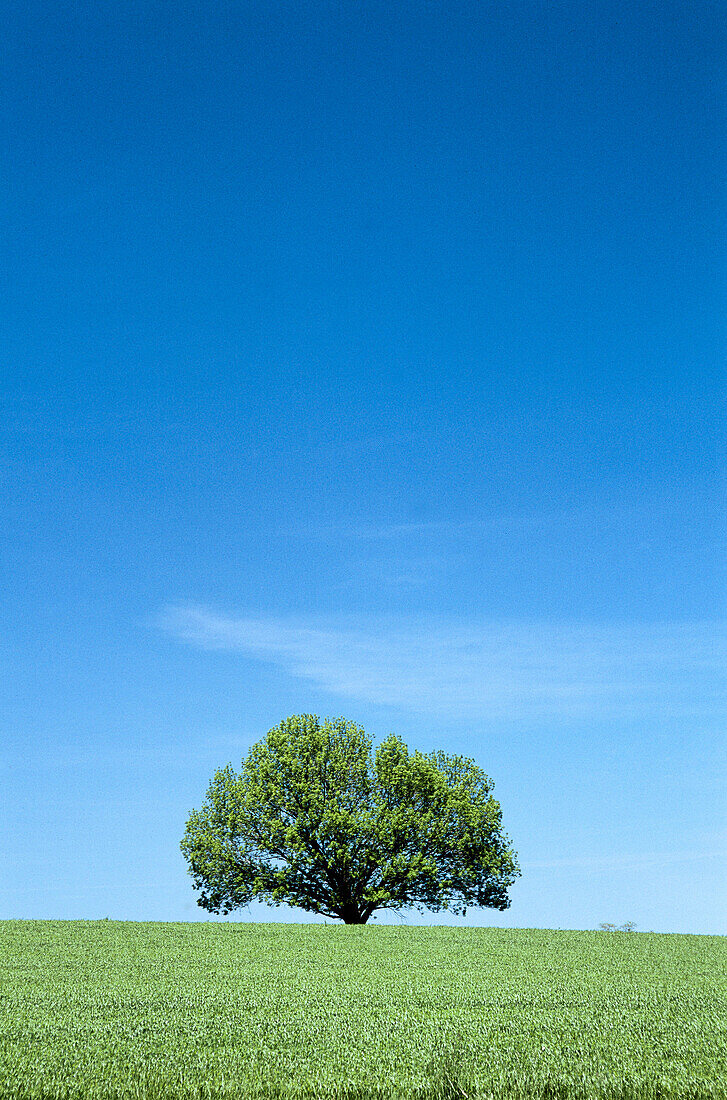 Blue sky with one tree with green leaves and green grass