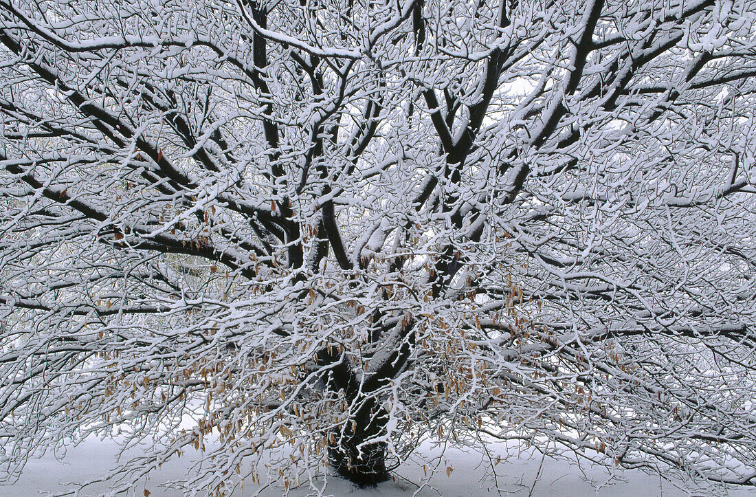 Snowy tree limbs