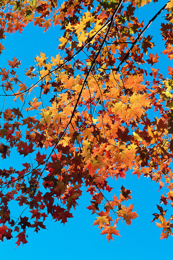 Red maple tree leaves in autumn, looking skyward