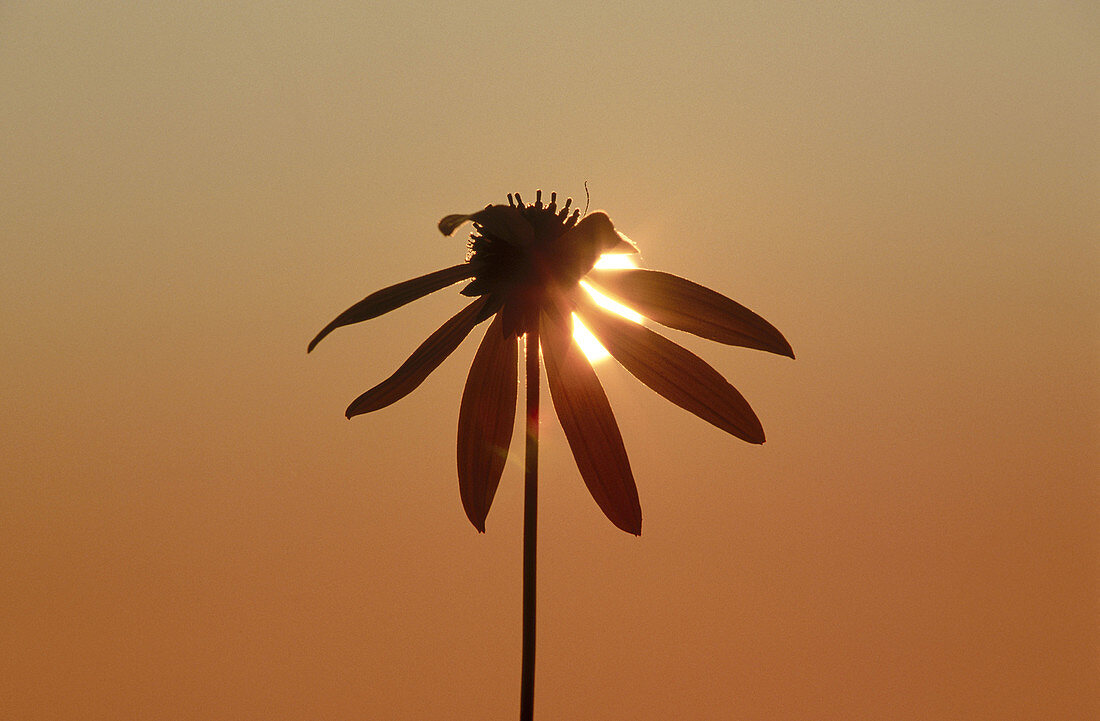 Sun and daisy flower silhouetted