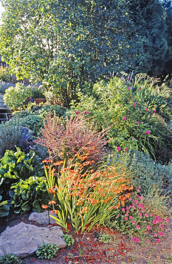 Garden with Crocosmia , Barberry , Verbenna and Rosa-Hamsa