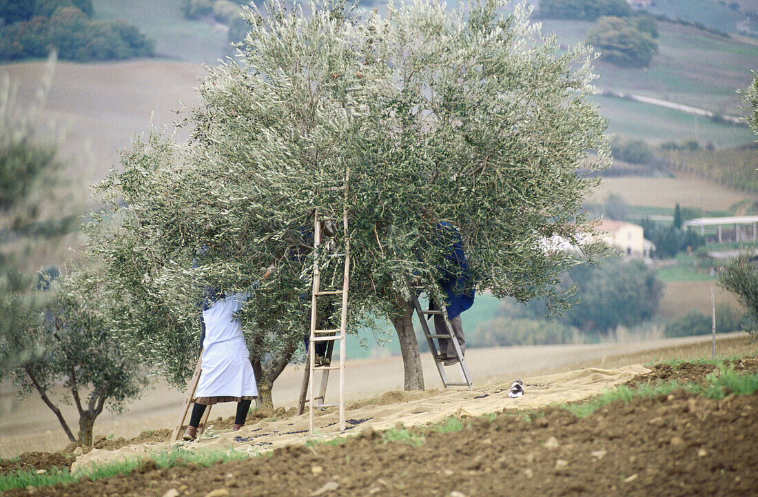 Olives harvesting at Tuscany. Italy