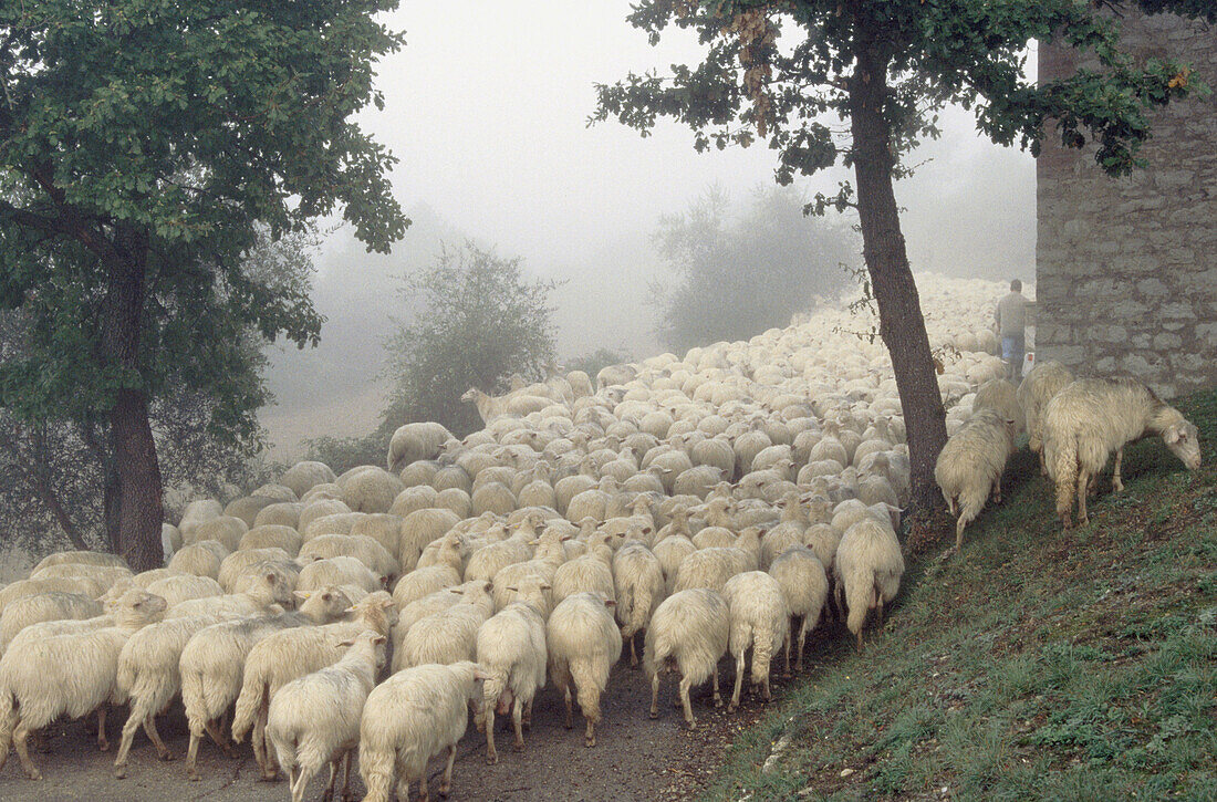 Sheep herding. San Giovanni. Umbria. Italy