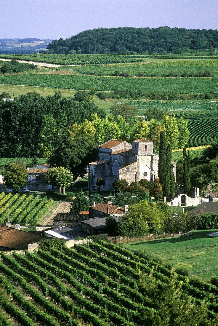 Vineyards. Bonneuil, Cognac countryside area. Charente, France