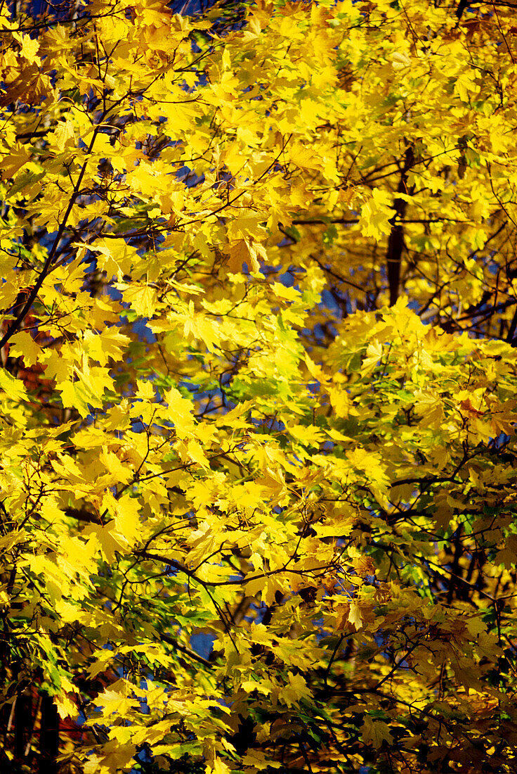 Fall leaves. New York, USA