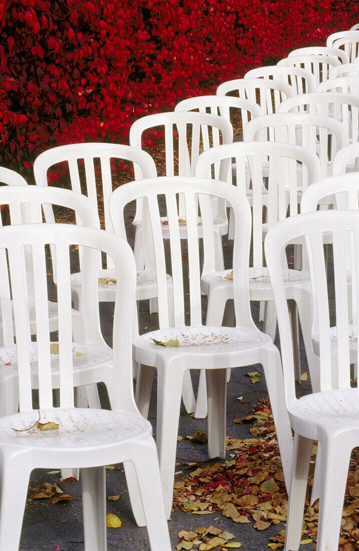 A vertical grouping of molded white plastic chairs arranged as if waiting for a ceremony with a red colored hedge in the background