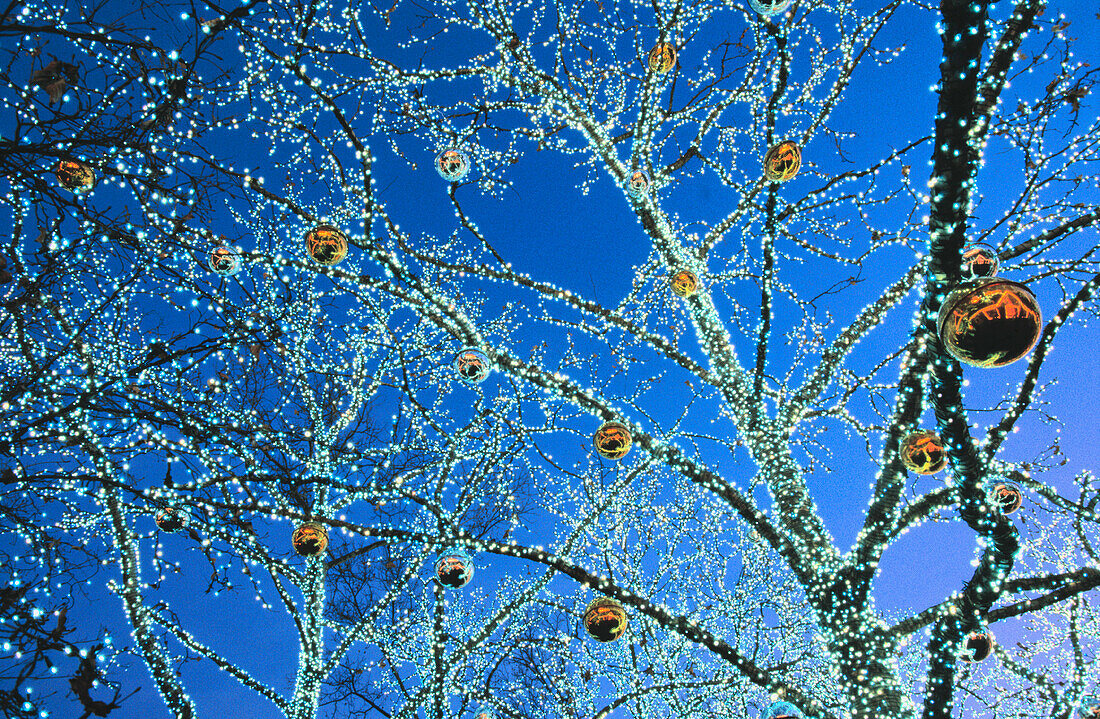 Holiday lights in trees. New York City. USA