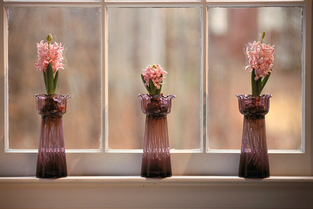 Hyacinths being forced on a window sill