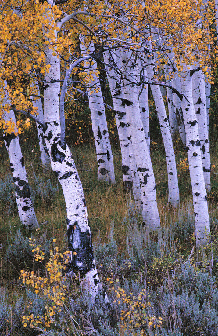 A grove of Aspen trees with fall color in Wyoming, USA