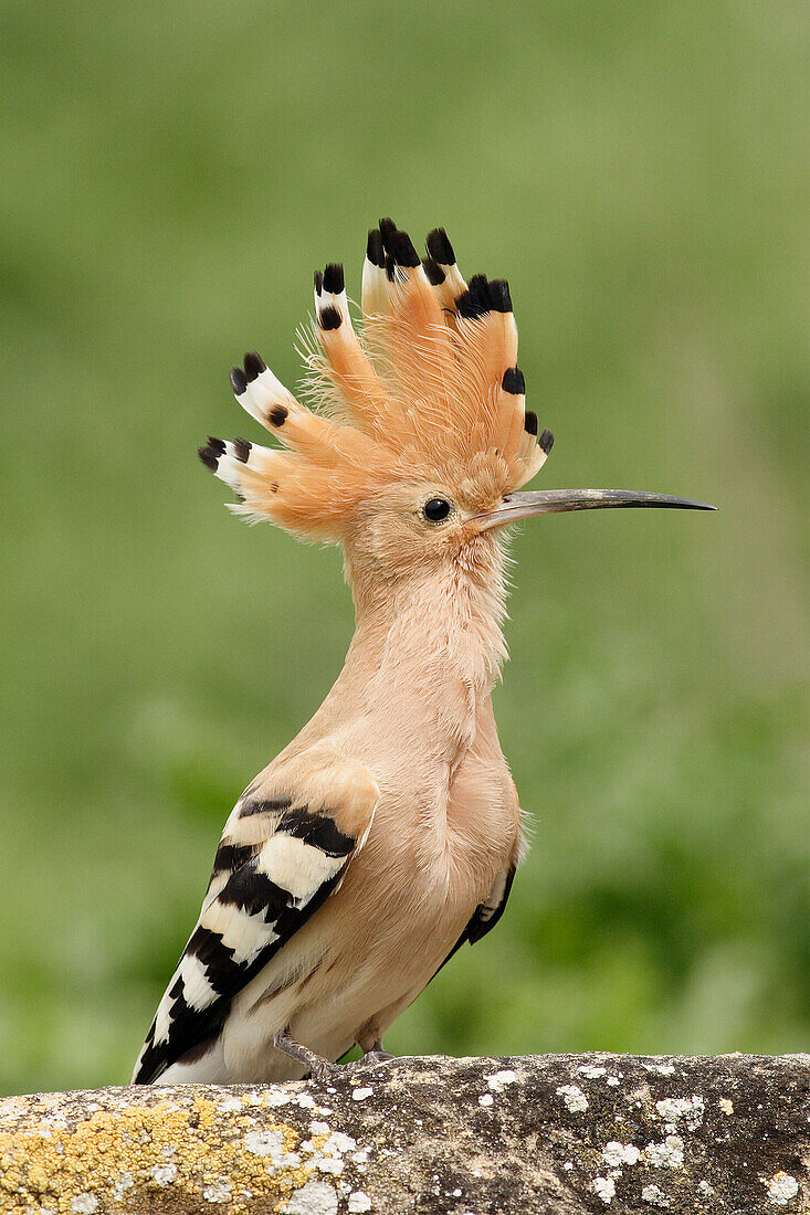 Hoopoe (Upupa epops)