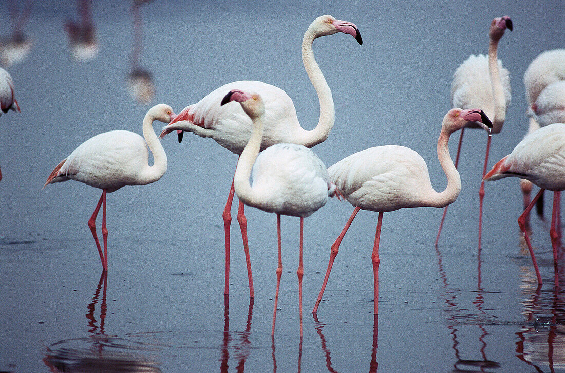 Greater Flamingos (Phoenicopterus ruber). Fuente de Piedra Lagoon. Málaga province. Spain