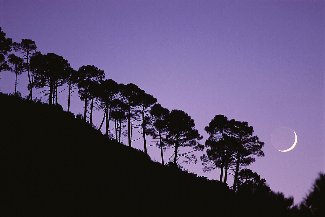 Maritime Pines (Pinus pinaster) and moon. Andalucía. Spain