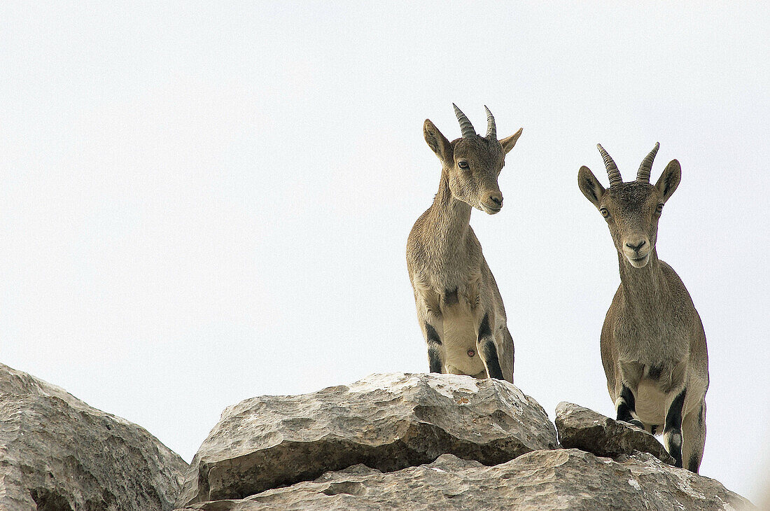 Spanish Ibex (Capra pyrenaica). Torcal de Antequera Natural Park. Málaga province, Spain