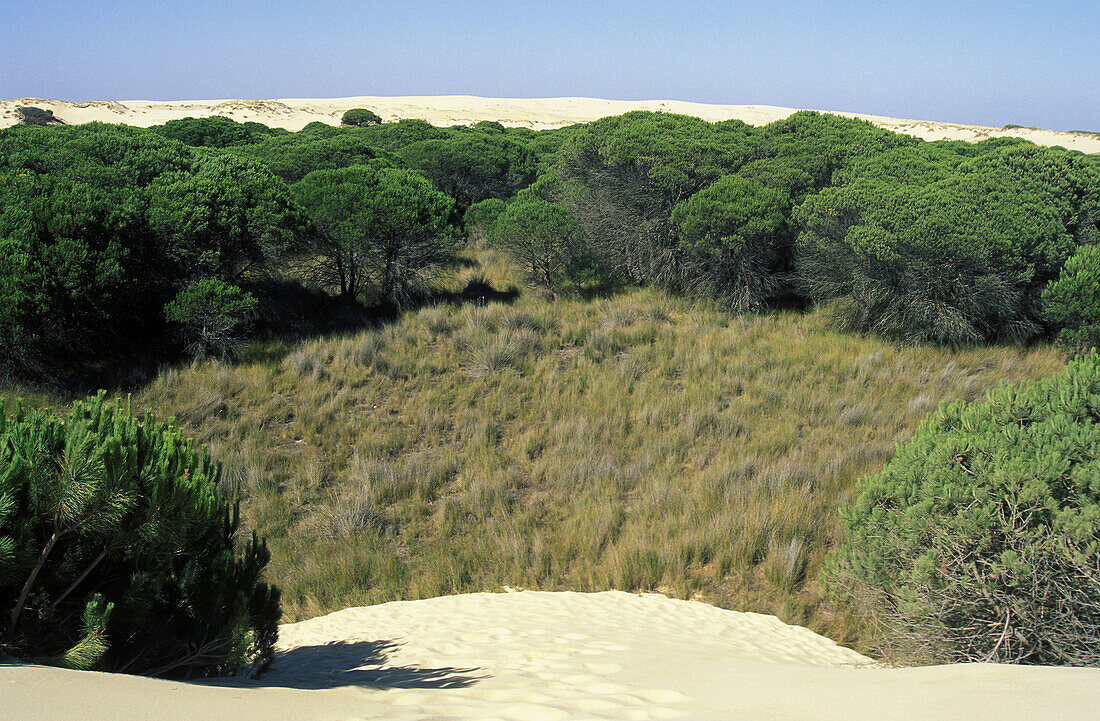 Dunas móviles (moving dunes) and corrales (groups of pine trees surrounded by dunes). Doñana National Park. Huelva province, Spain