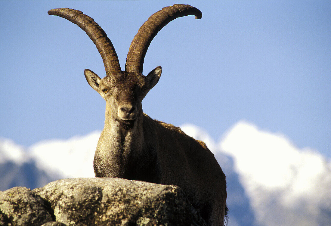 Spanish Ibex (Capra pyrenaica) at Sierra de Gredos. Ávila province, Spain