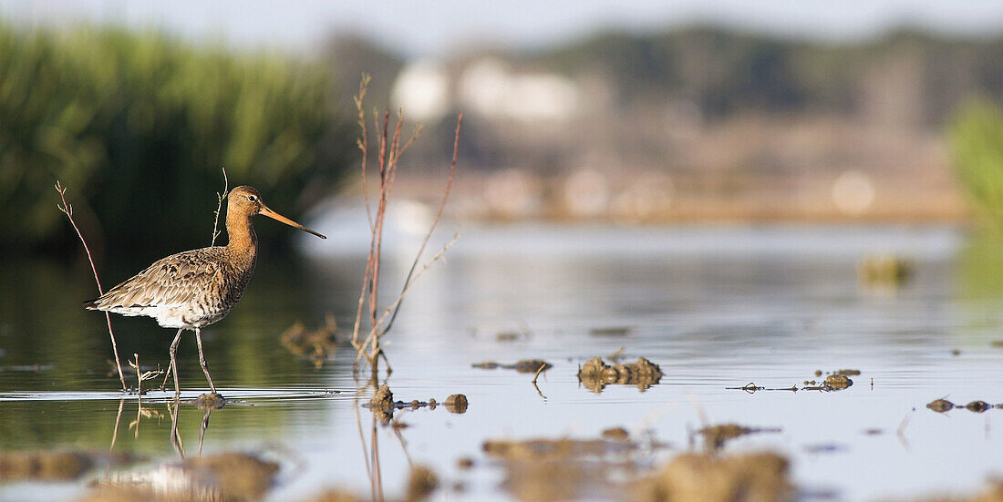 Black-tailed Godwit (Limosa limosa) wading in shallow waters. Doñana National Park, Huelva province, Spain.