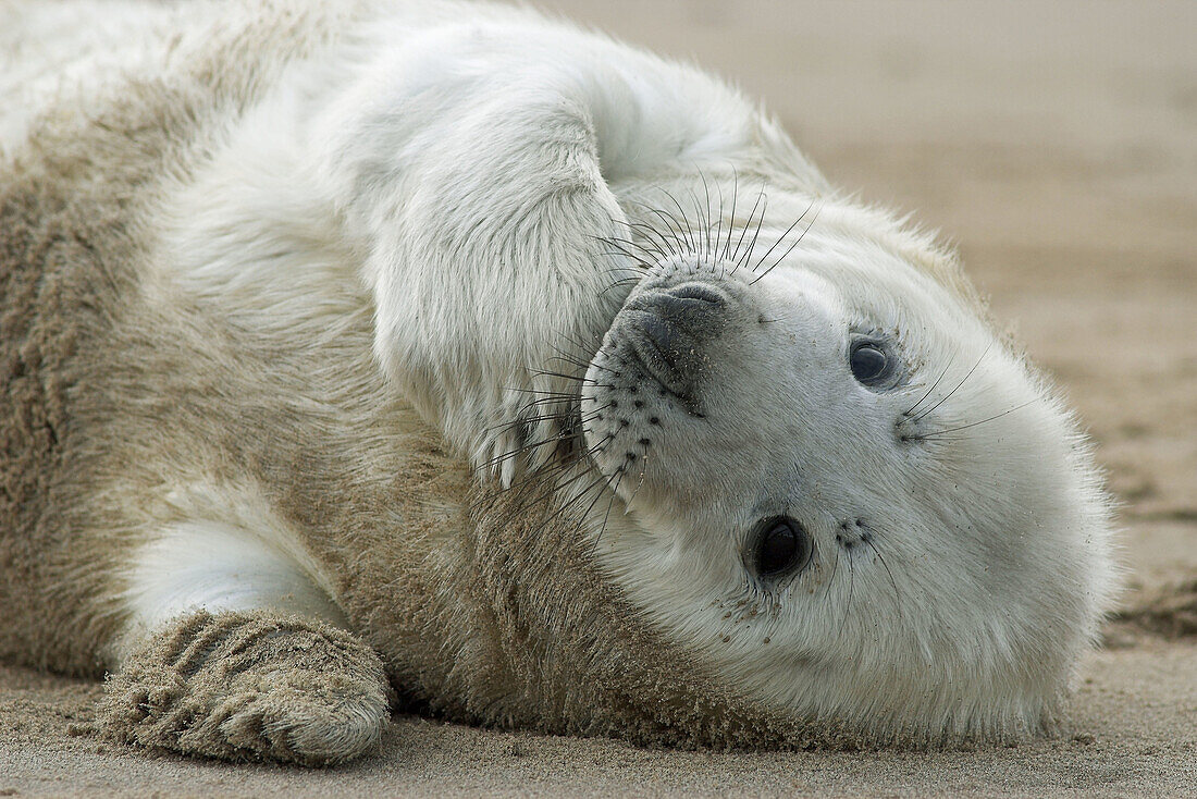 Grey Seal (Halichoerus grypus), pup rolling on sand. Donna Nook National Nature Reserve, England. UK