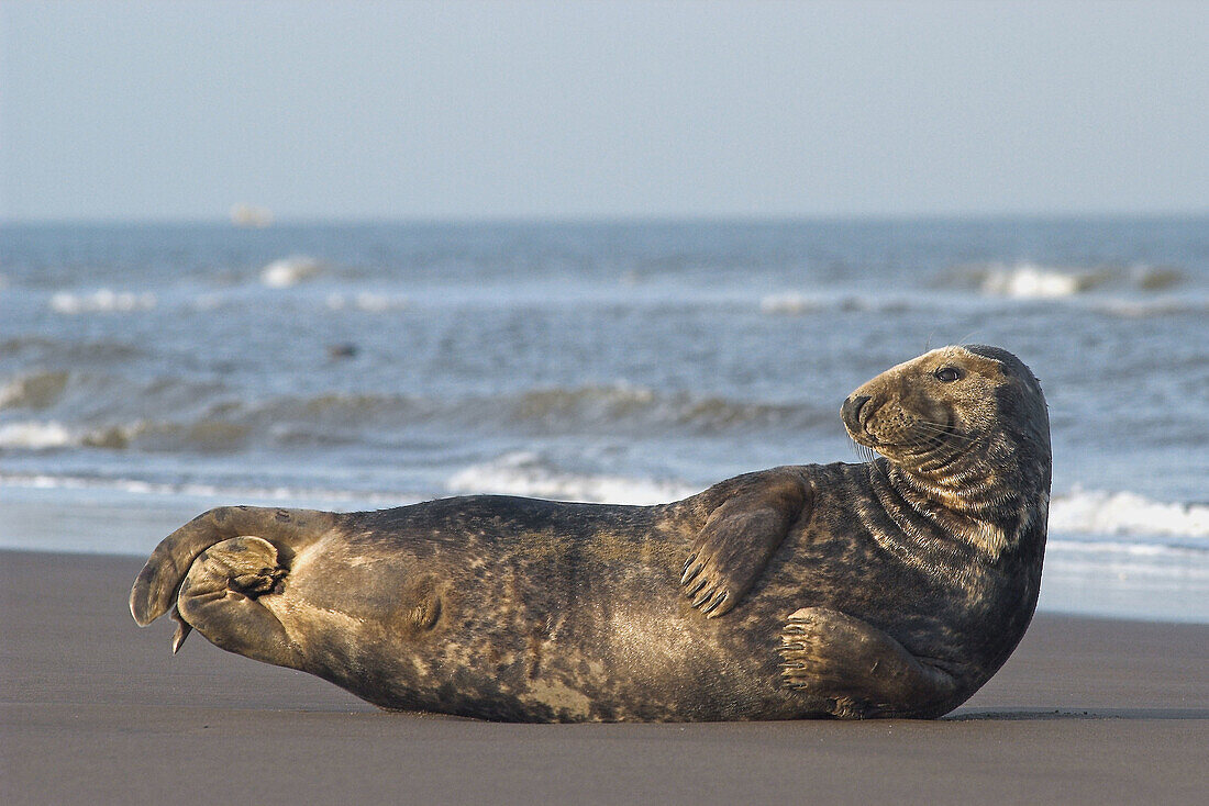 Grey Seal (Halichoerus grypus), male laying on shore. Donna Nook National Nature Reserve, England. UK