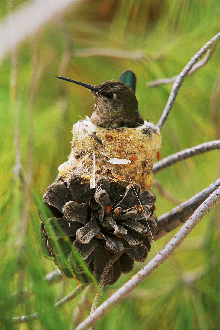 Anna s Hummingbird (Calypte anna) on nest. Sonoran Desert. Arizona. USA