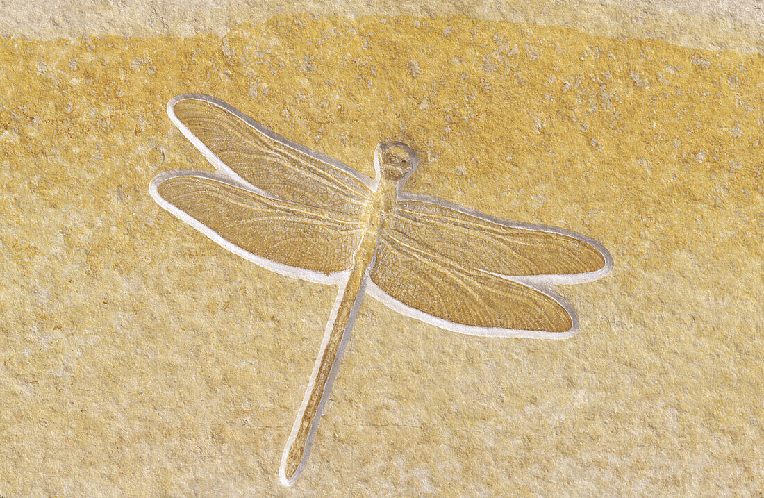 Fossil dragonfly, Mesuropetala koehleri. Germany