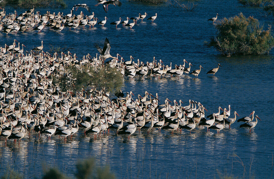 White Storks (Ciconia ciconia). Spain