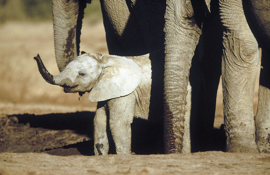 African Elephants (Loxodonta africana)