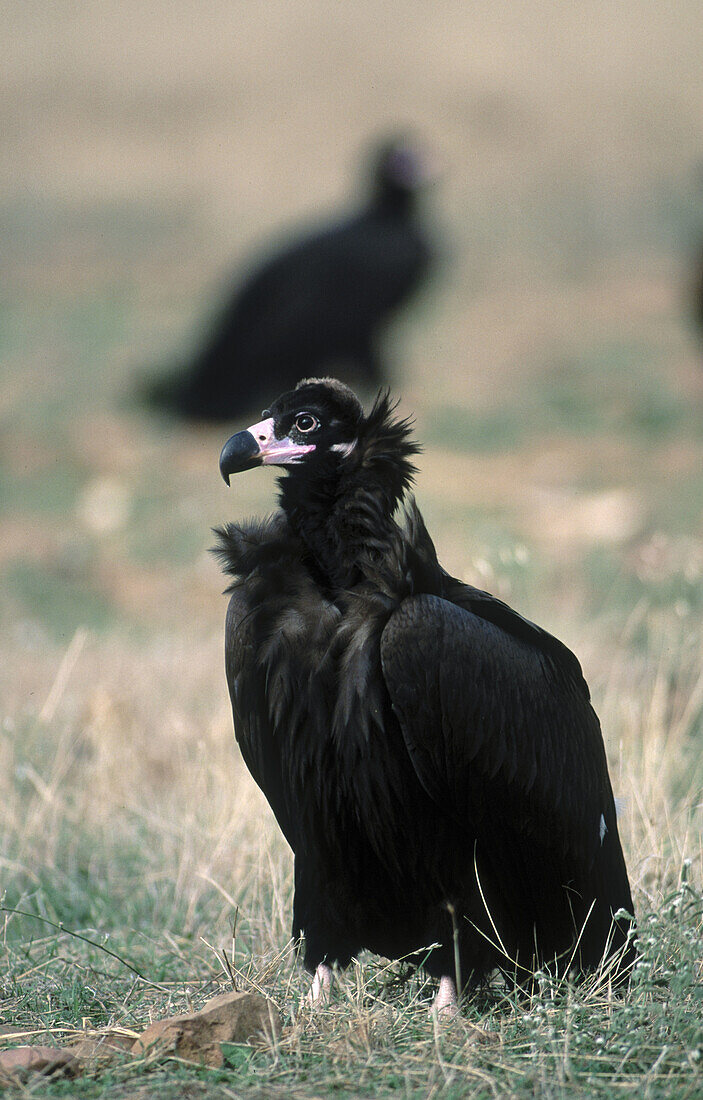 Black Vulture (Aegypius monachus). Spain
