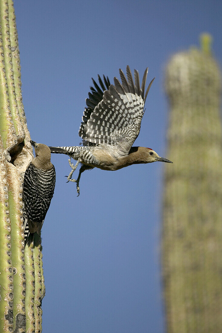 Gila Woodpeckers (Melanerpes uropygialis). Feeds on nectar and insects in the Saguaro cactus blossom, helps pollinate cactus. Makes holes in Saguaro cactus for their nests which are then used by other birds. Common Sonoran desert resident. Arizona. USA