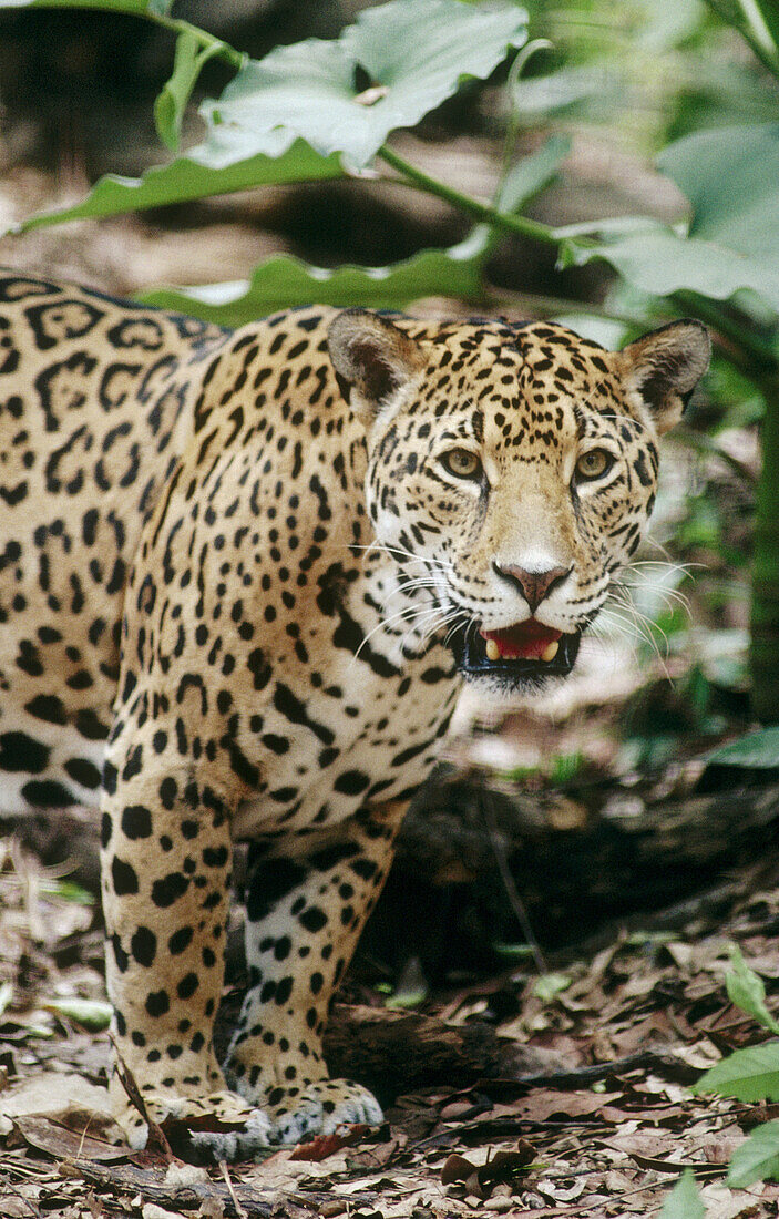 Jaguar (Panthera onca). Mexico