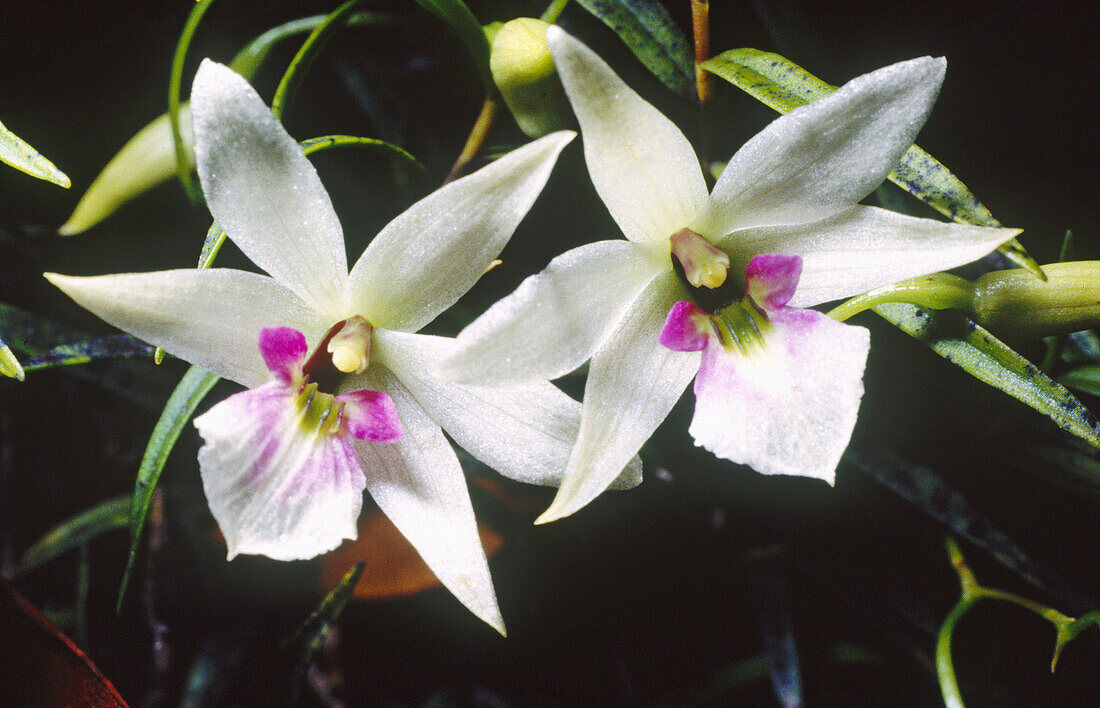 Epiphytic orchid (Dendrobium cunninghamii). Cattins Forest. Southland. New Zealand