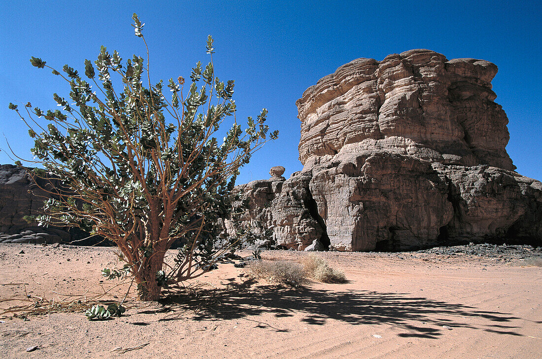 Apple of Sodom (Calotropis procera). Tadrart Akakus region. Lybia