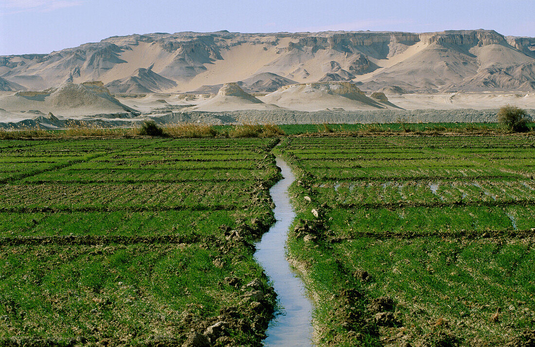 Field near Farafra , Al-Farafirah oasis. Egypt