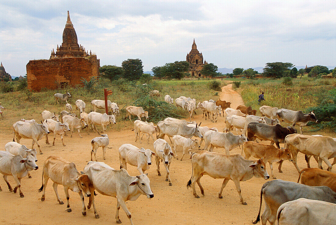 Bagan. Myanmar.