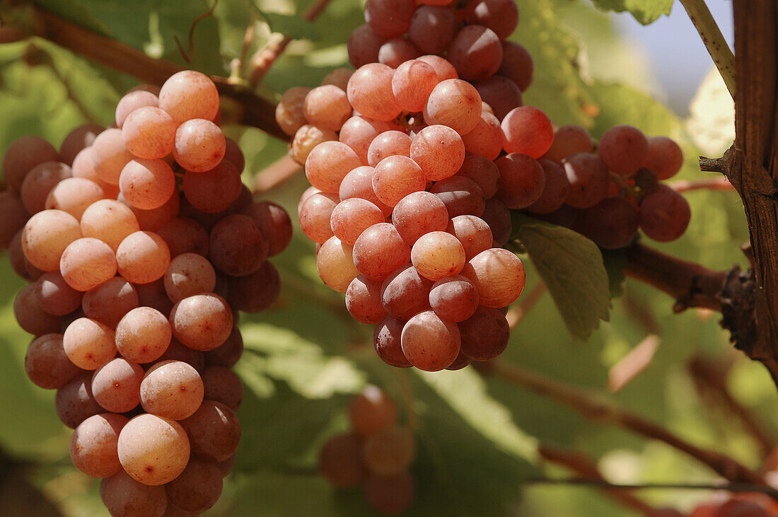 Traminer grapes. Cantina di Termeno. Cantina Sociale vineyards. Alto Adige. Italy.