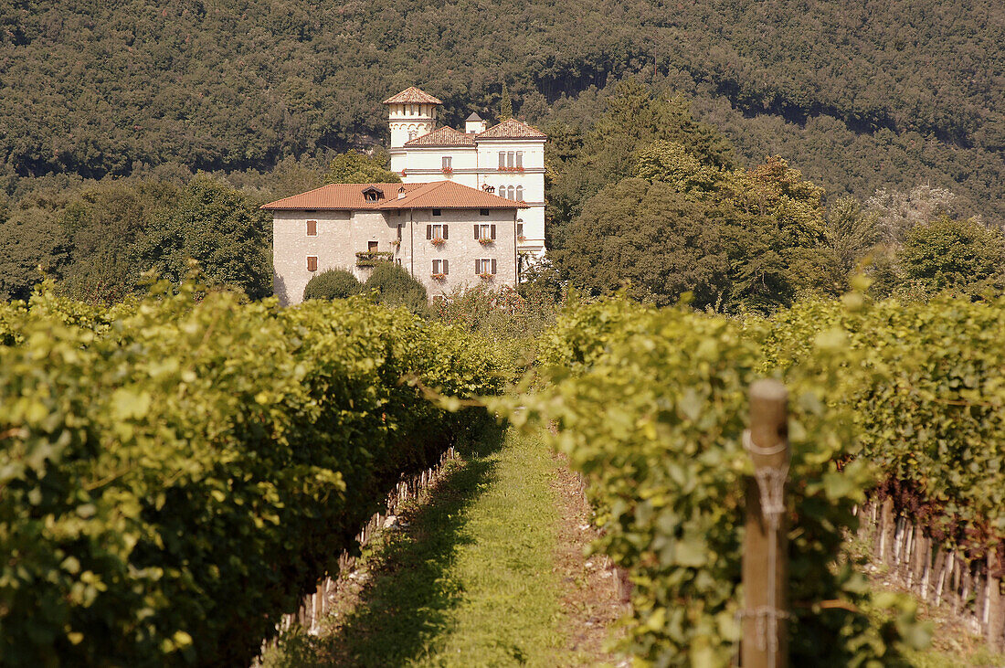 Toblino Lake. Cavit vineyards. Trentino. Italy.