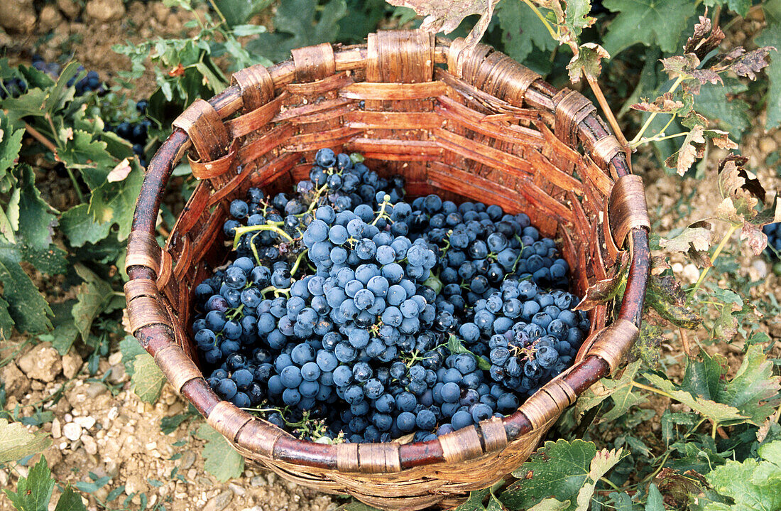  Agriculture, Basket, Baskets, Bunch, Bunches, Close up, Close-up, Closeup, Color, Colour, Country, Countryside, Crop, Crops, Daytime, Exterior, Farming, Field, Fields, Food, Grape, Grapes, Healthy, Healthy food, Horizontal, Nourishment, Outdoor, Outdoors