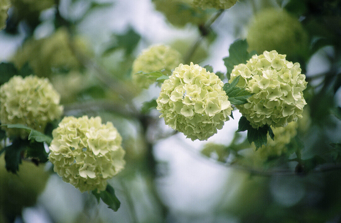 Snowball bush (Viburnum), flowers still green, Bloomington, Indiana, USA