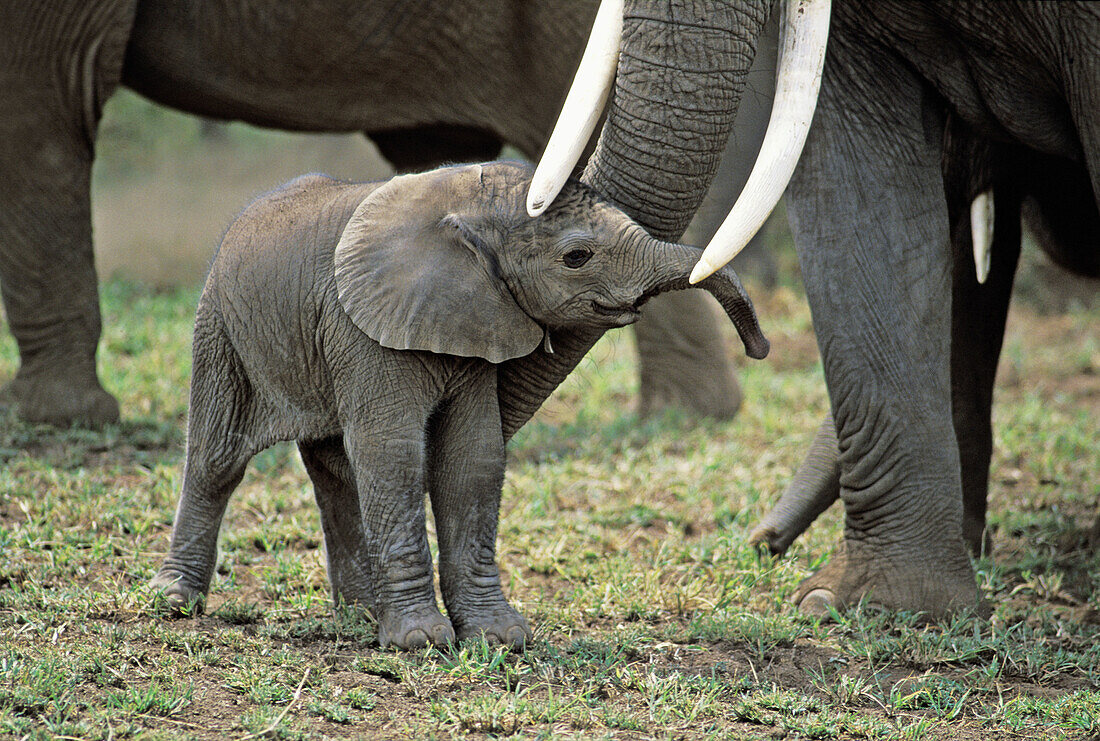 One hour old Elephant (Loxodonta africana). Amboseli National Park. Kenya