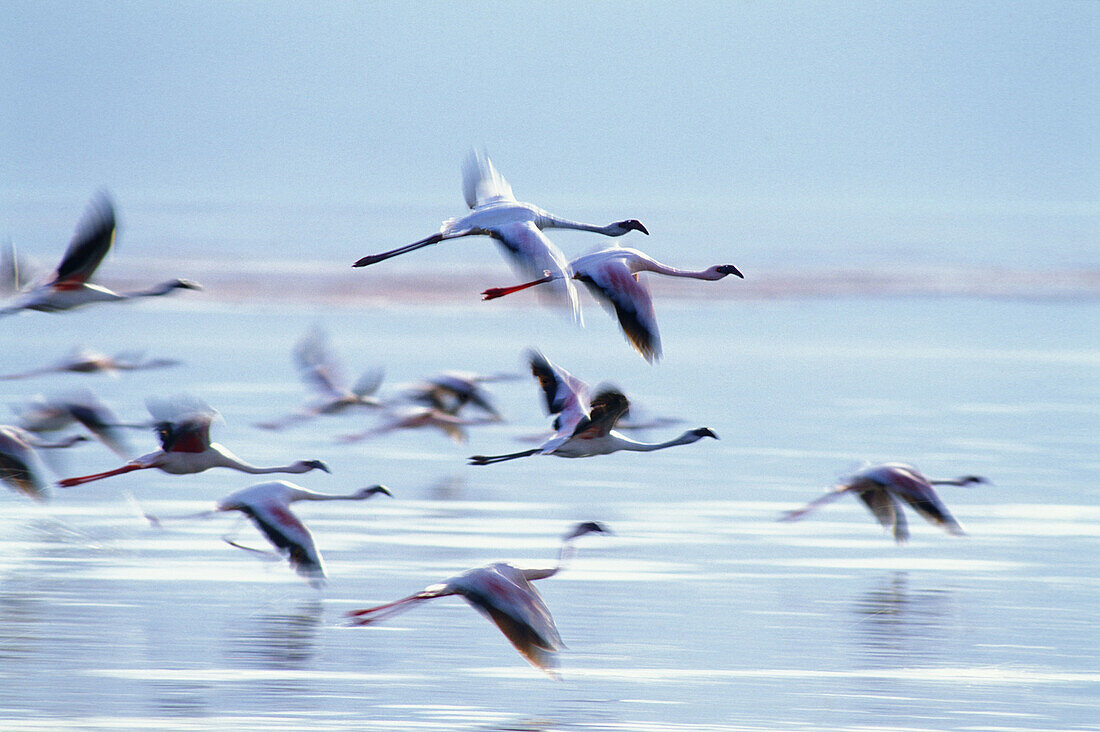 Lesser Flamingos (Phoenicopterus minor). Lake Bogoria. Kenya