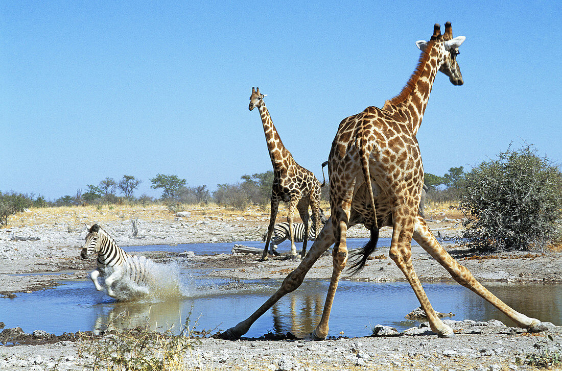 Two giraffes drinking (Giraffa camelopardalis giraffa) and running Zebra (Equus quagga aniquorum). Etosha National Park. Namibia