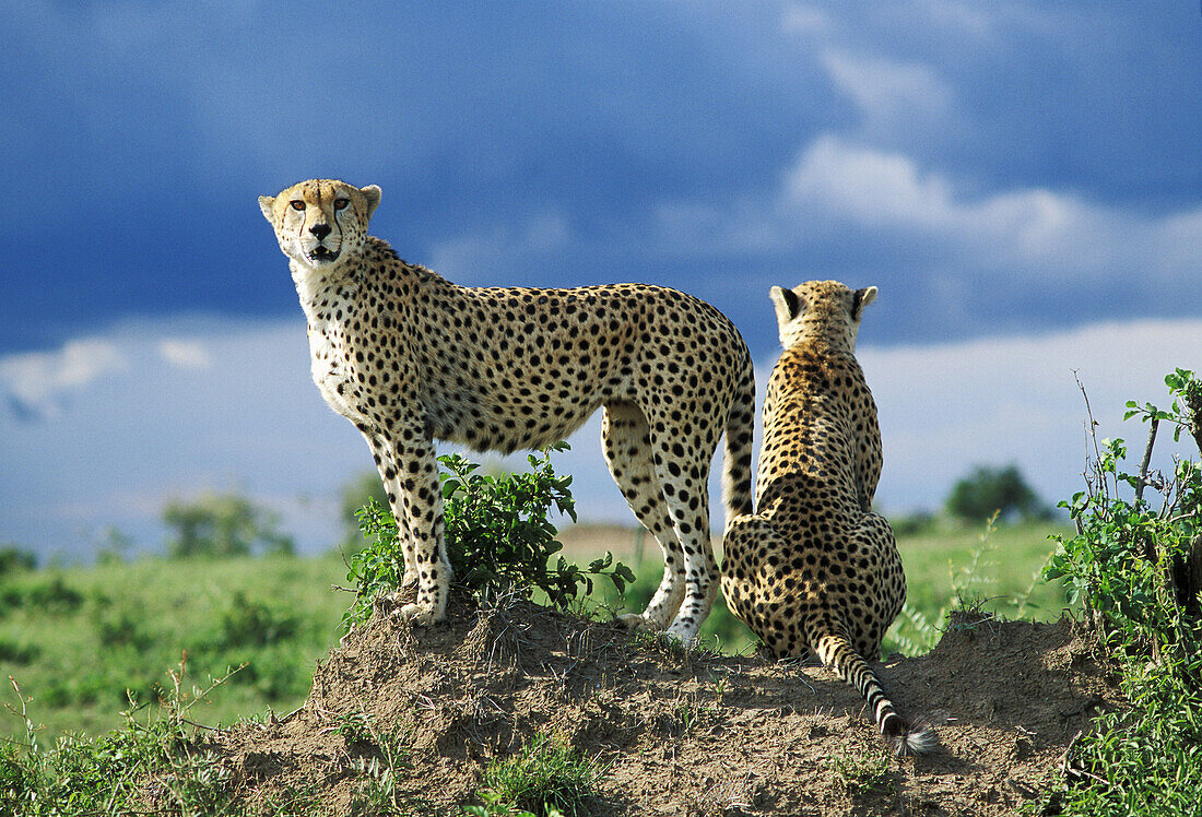 Two cheetahs looking out (Acinonyx jubatus). Masai Mara. Kenya