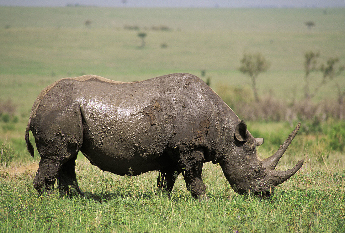 Black Rhinoceros (Diceros bicornis). Kenya