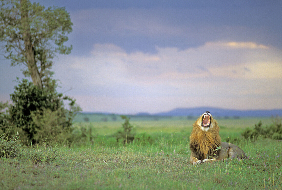 Lion (Panthera leo) before a thunderstorm. Masai Mara. Kenya