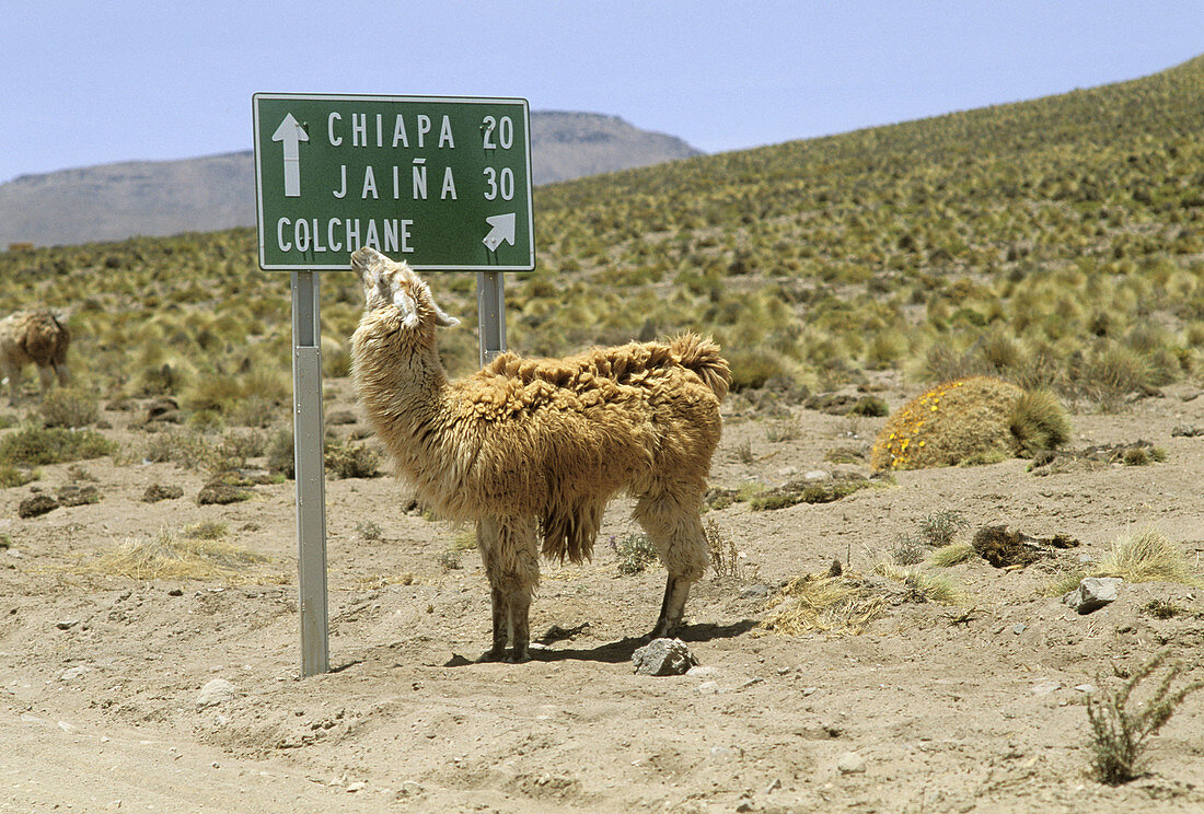 Lama reading street sign to Chiapa Jaina Colchane in northern Chile