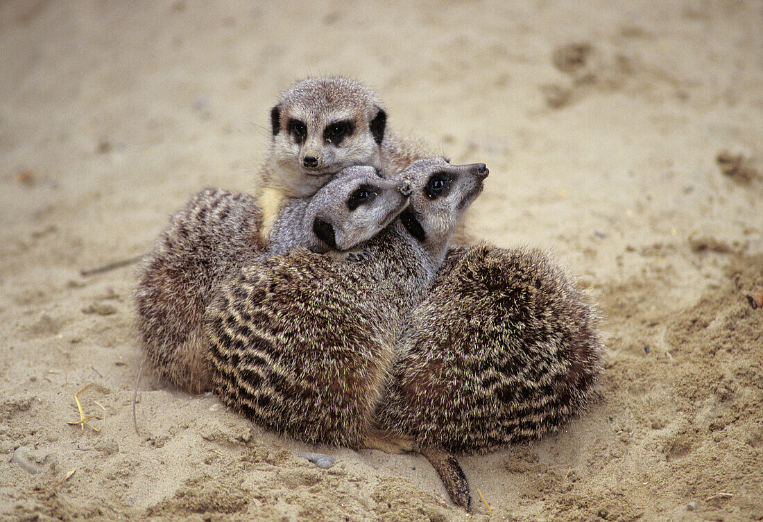 Suricates (Suricata suricatta)