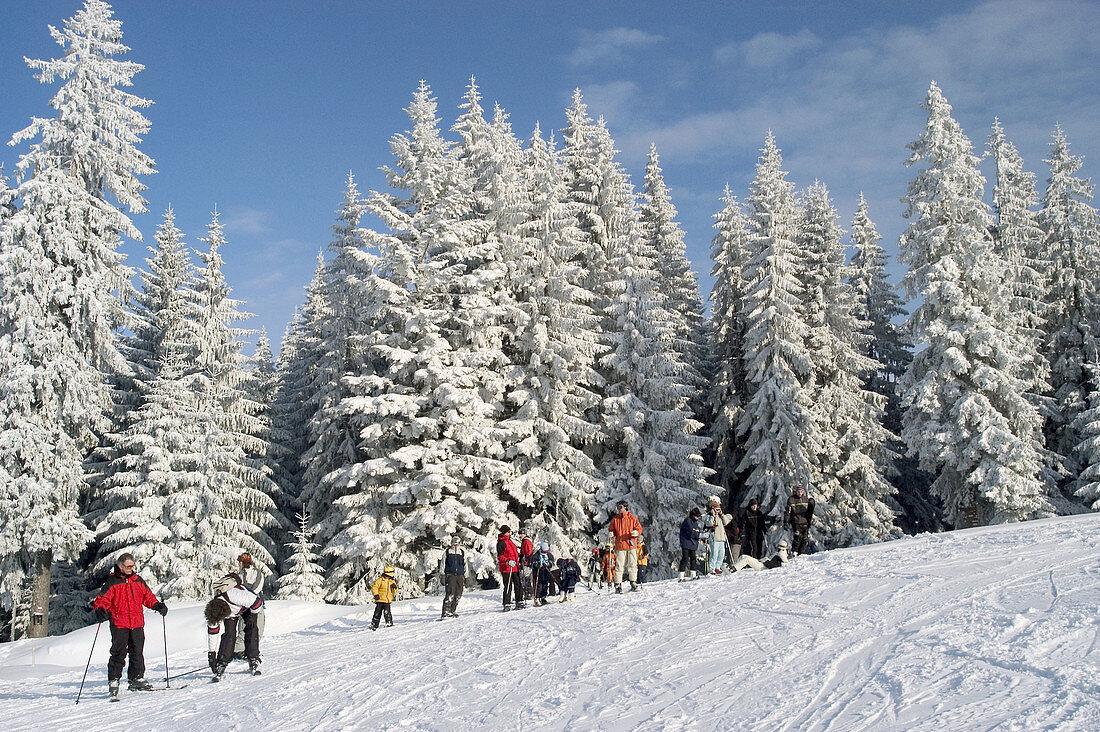 Skiers on ski run in front of snow covered firs. Winkelmoosalm, Upper Bavaria, Germany